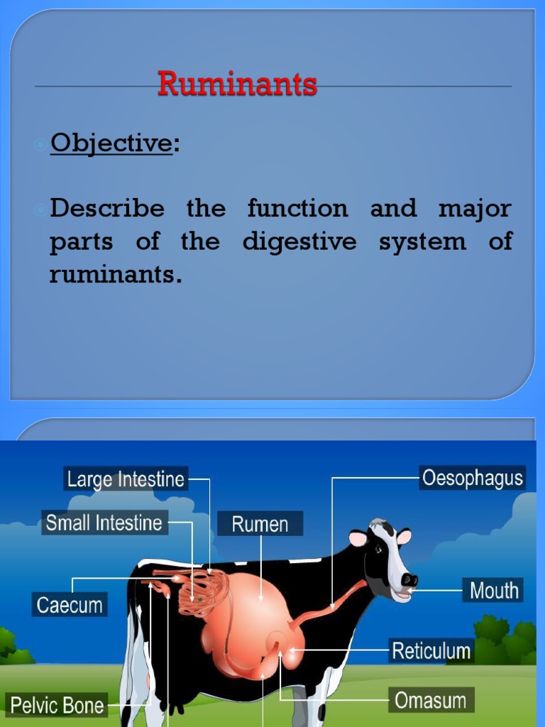 1.ternakruminan Vs Non Ruminan | PDF | Ruminant | Digestion