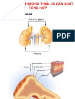 Hormon Vo TT - T y PDF