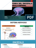 Anatomia Del Encefalo y Medula Espinal