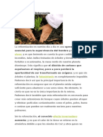 Importancia de La Reforestacion