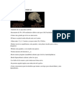 Caracteristicas Homo Habilis