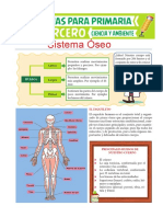 Sistema Óseo para Tercero de Primaria