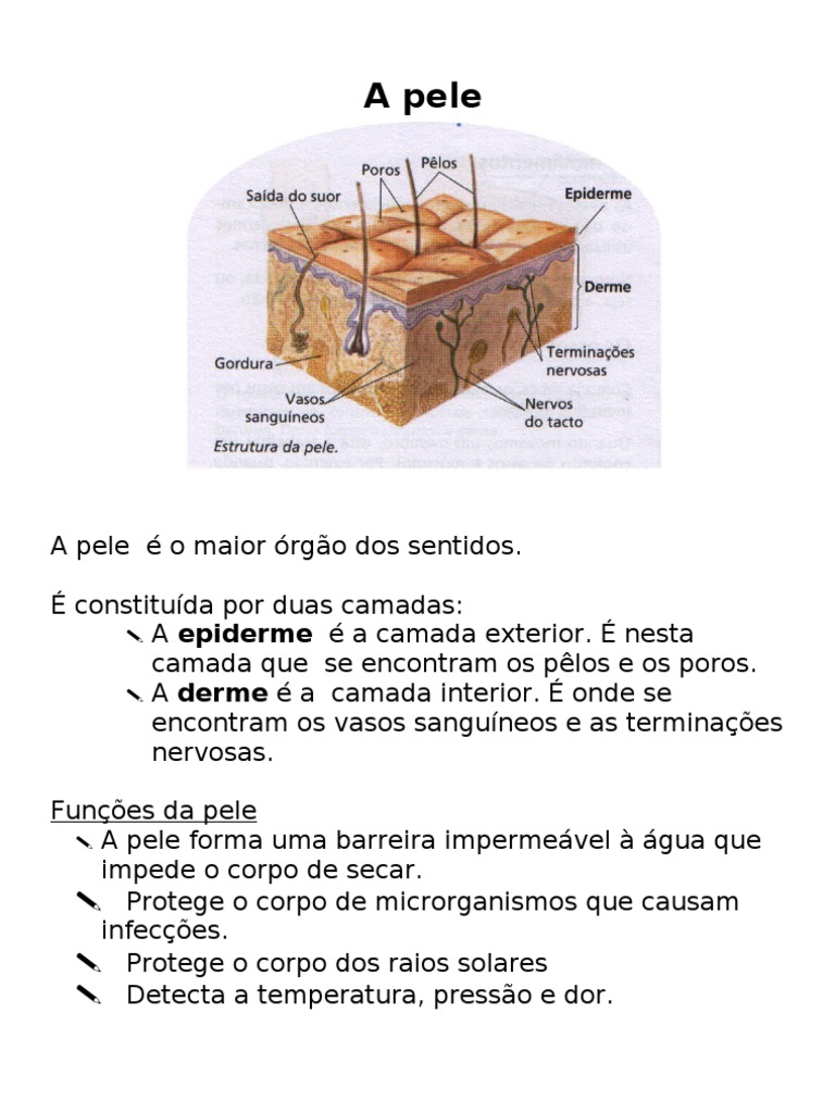 A Pele Ficha de Estudo PDF