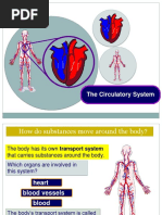 Circulatory System