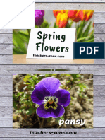 Spring Flowers: Pansy