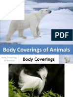 Body Coverings of Animals