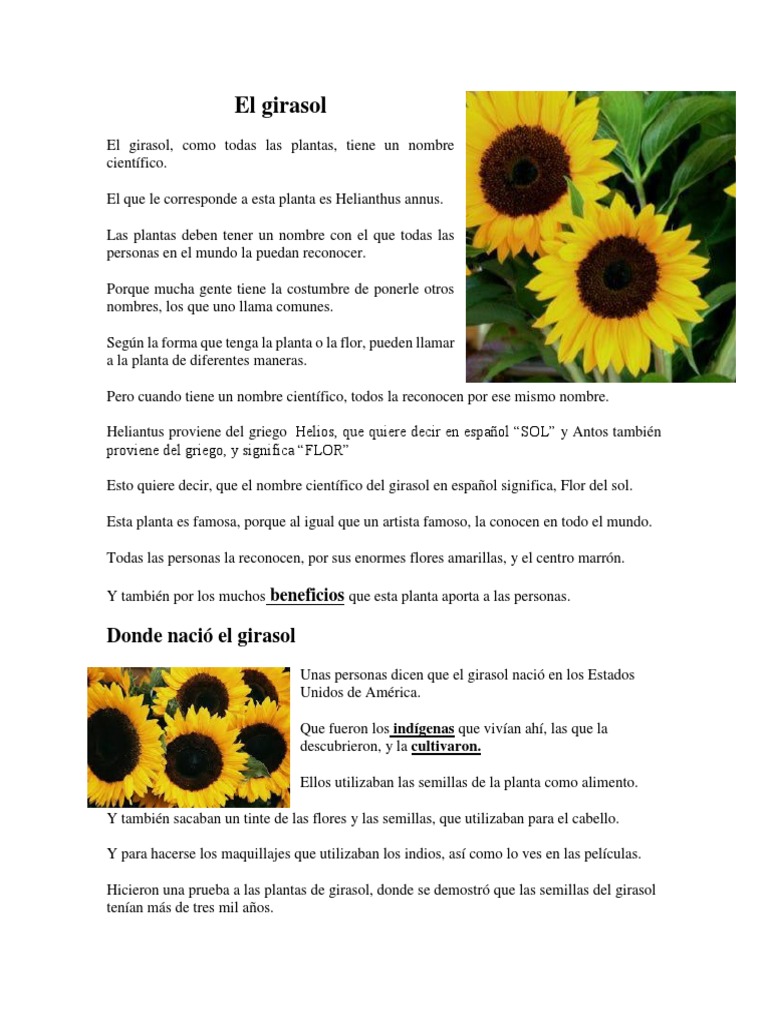 El Girasol | PDF | Dom | Miseria