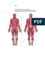 Test Sistema Muscular