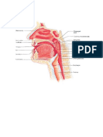 Anatomi ESOFAGUS & Pharinx by SSL