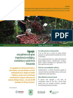 Aguaje: palmera de gran importancia en la Amazonía