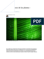 La fotosíntesis de las plantas.docx