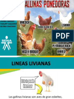 Las gallinas livianas Hisex, productoras de 310 huevos al año