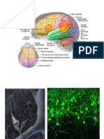 Neuronas Esquemas