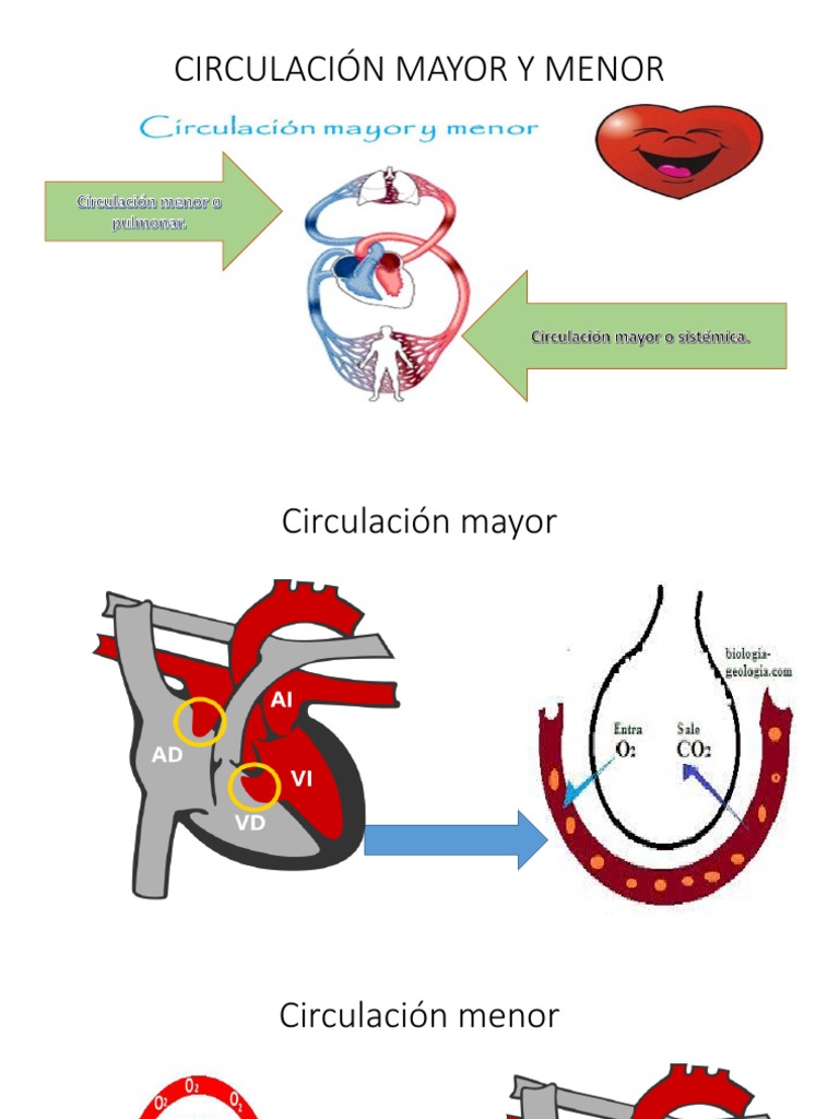 Circulación Mayor y Menor