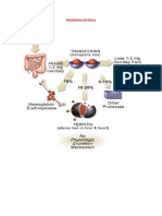 Metabolismo del hierro.docx