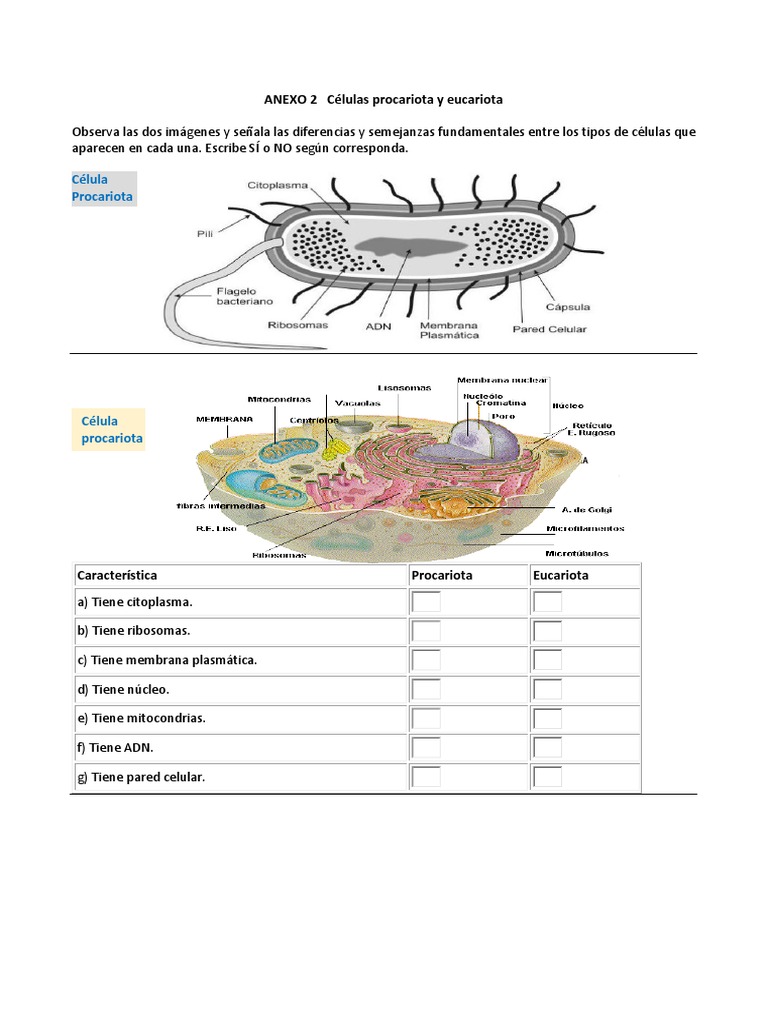 Comparativa de Células Procariotas y Eucariotas | PDF | Citoplasma ...
