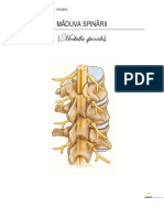 LP 1-3 - Măduva Spinării PDF