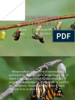 Metamorphosis Butterflies.pptx