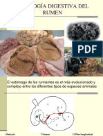 Fisiologia Digestiva Del Rumen 2009