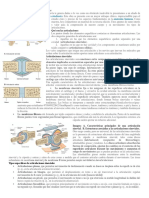 Tipos articulaciones: sinoviales sólidas