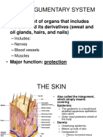 The Integumentary System: Skin and Its Functions