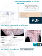 expo morfo musculos.pptx