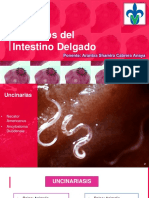 Parasitos Del Intestino Delgado