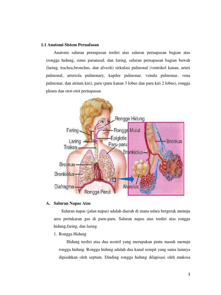 Resume Kardio Pernafasan Hematologi Pdf
