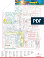313683417-Mapa-Metabolico-pdf.pdf