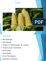 Milho (Zea Mays