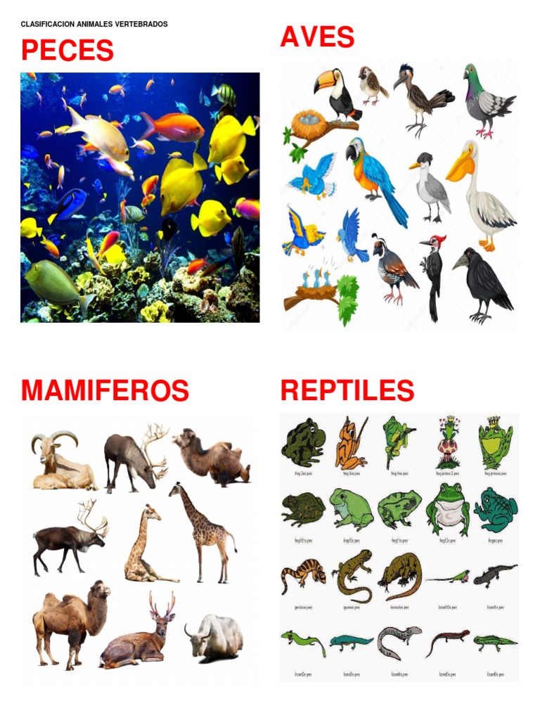 Clasificacion Animales Vertebrados