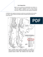 Ciclo Patagonídico