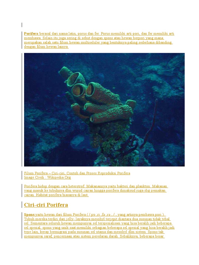 Porifera Berasal Dari Nama Latin