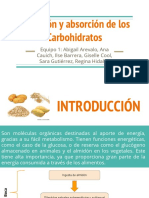 Digestión y Absorción de Los Carbohidratos