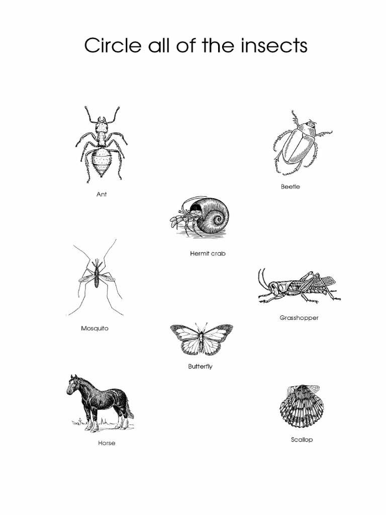 Circle All of The Insects Worksheet Puzzle Game | PDF