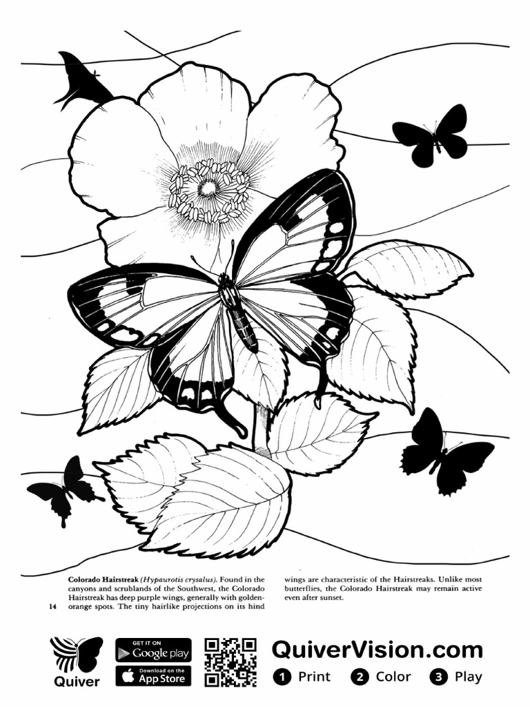 Q DoverSampler Butterfly Page   PDF