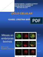 Anestesia General (TIVA)