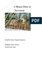 Philippine Mouse-Deer or Balabac Chevrotain: Scientific Name: Tragulus Nigricans