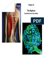 The Nephron: (Functional Unit of The Kidney