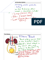 Chapter 11.3: The Human Excretory System: Title: Jan 7 8:32 AM (1 of 18)