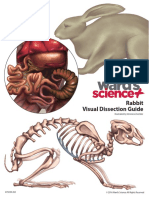 Rabbit Visual Dissection Guide: Illustrated by Veronica Zoeckler