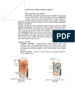 Anataomi dan vaskularisasi Orbita segment anterior.docx