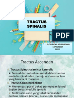 Tractus Spinalis 11