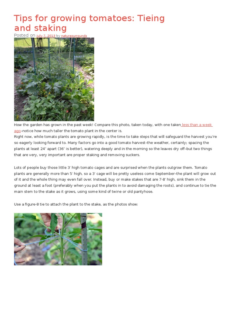 Tips For Growing Tomatoes PDF Tomato Manure