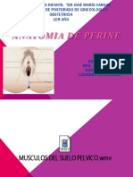 Anatomía Del Perine