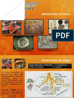 Microflora Del Suelo