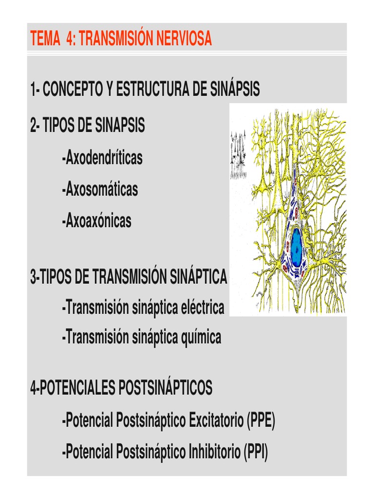 TEMA 4. Transmision Sinaptica PDF | PDF | Sinapsis | Sinapsis química