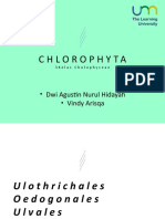 CHLOROPHYTA (2)