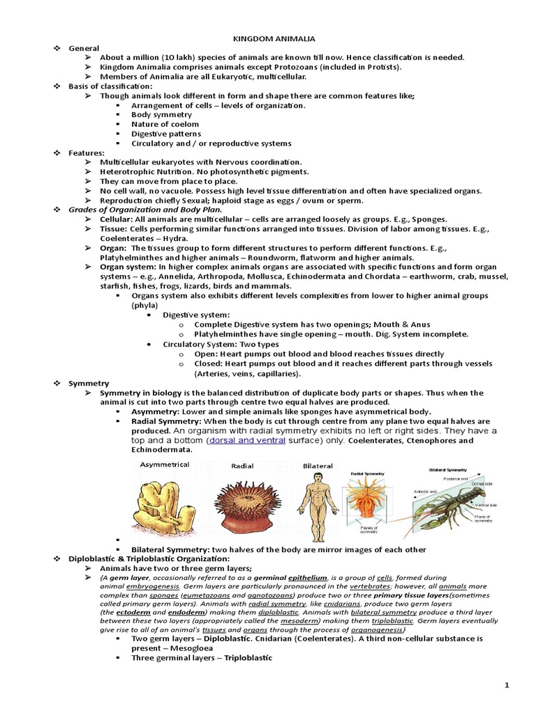 Animal Classification PDF Sponge Anatomy