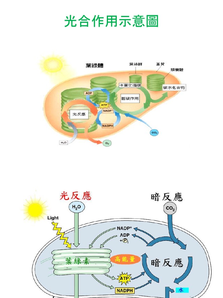 光合作用 1 | PDF